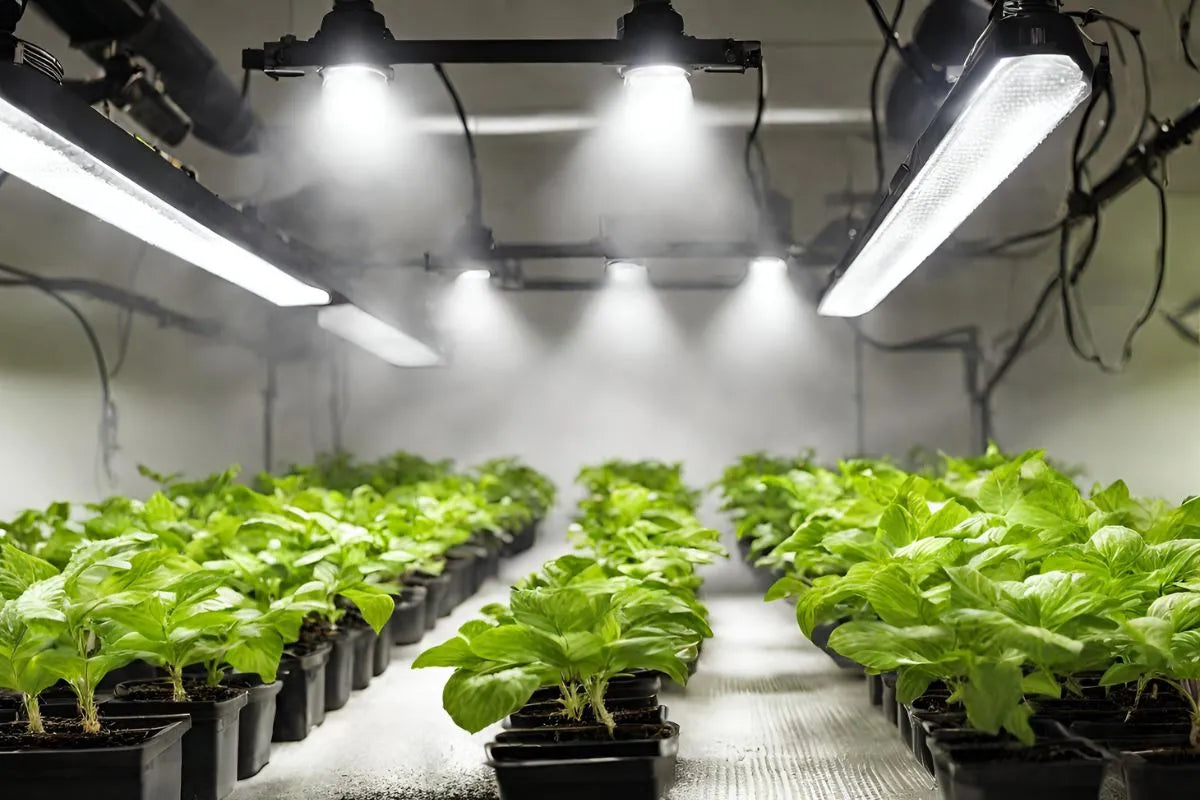 Grow Lights
